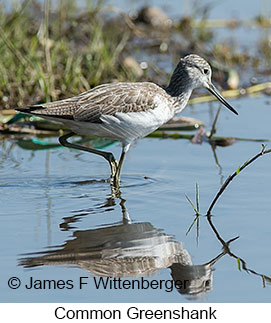 Common Greenshank - © James F Wittenberger and Exotic Birding LLC