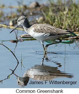 Common Greenshank - © James F Wittenberger and Exotic Birding LLC Common Greenshank - © James F Wittenberger and Exotic Birding LLC