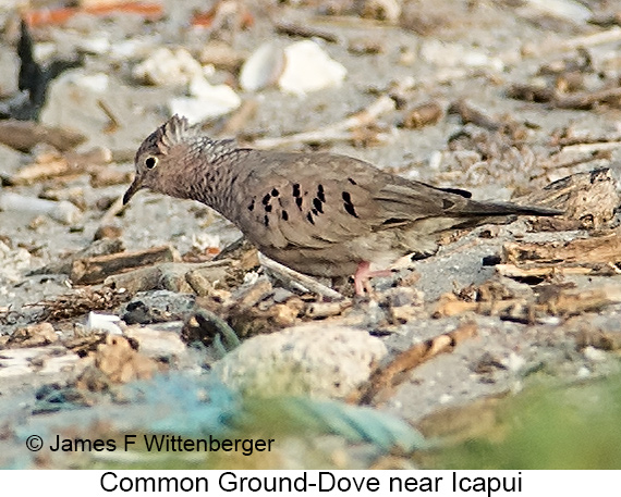 Common Ground-Dove - © James F Wittenberger and Exotic Birding LLC