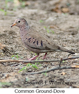 Common Ground-Dove - © James F Wittenberger and Exotic Birding LLC