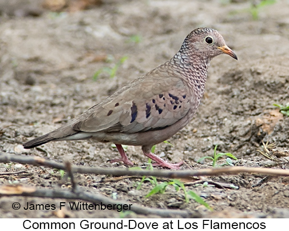 Common Ground-Dove - © James F Wittenberger and Exotic Birding LLC