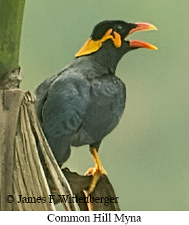 Common Hill Myna - © James F Wittenberger and Exotic Birding LLC Common Hill Myna - © James F Wittenberger and Exotic Birding LLC