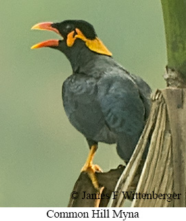 Common Hill Myna - © James F Wittenberger and Exotic Birding LLC