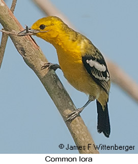 Common Iora - © James F Wittenberger and Exotic Birding LLC