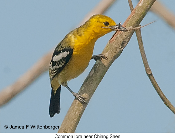 Common Iora - © James F Wittenberger and Exotic Birding LLC
