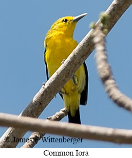 Common Iora - © James F Wittenberger and Exotic Birding LLC