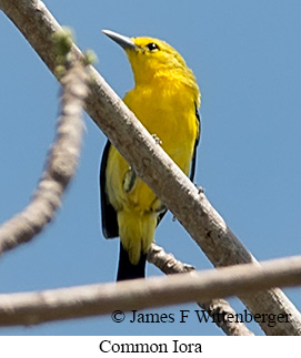 Common Iora - &copy; James F Wittenberger and Exotic Birding LLC