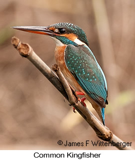 Common Kingfisher - © James F Wittenberger and Exotic Birding LLC