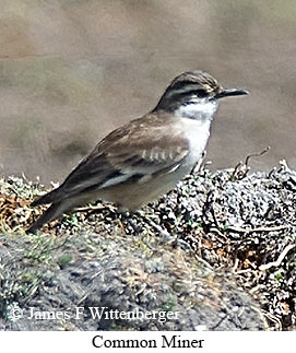 Common Miner - © James F Wittenberger and Exotic Birding LLC