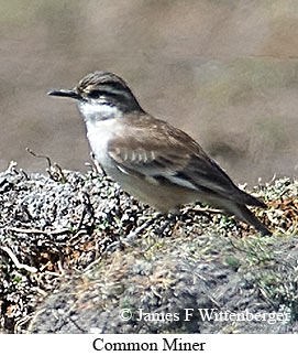 Common Miner - © James F Wittenberger and Exotic Birding LLC