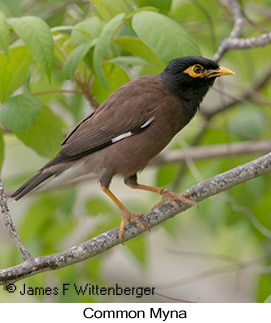 Common Myna - © James F Wittenberger and Exotic Birding LLC