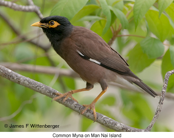 Common Myna - © James F Wittenberger and Exotic Birding LLC