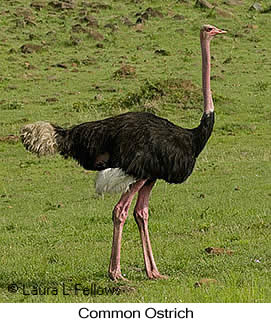 Common Ostrich - © Laura L Fellows and Exotic Birding LLC