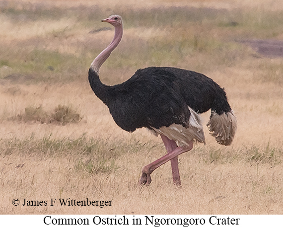 Common Ostrich - © James F Wittenberger and Exotic Birding LLC