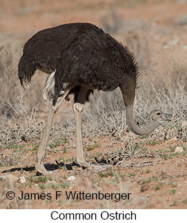Common Ostrich - &copy; James F Wittenberger and Exotic Birding LLC