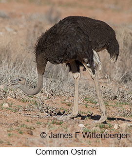 Common Ostrich - © James F Wittenberger and Exotic Birding LLC