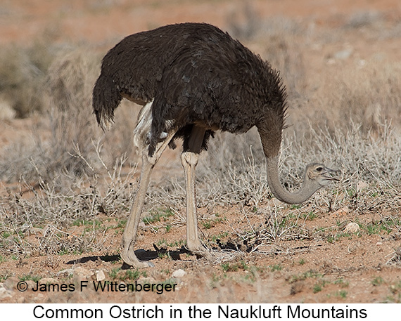 Common Ostrich - © James F Wittenberger and Exotic Birding LLC Common Ostrich - © James F Wittenberger and Exotic Birding LLC
