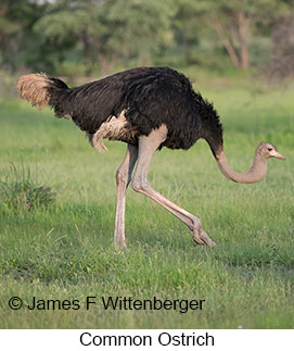 Common Ostrich - © James F Wittenberger and Exotic Birding LLC