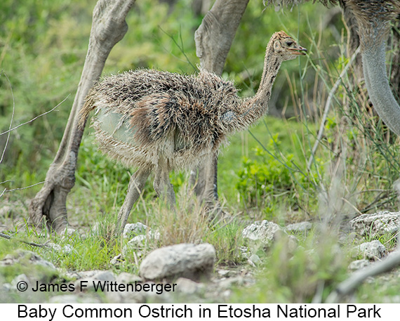 Common Ostrich - © James F Wittenberger and Exotic Birding LLC