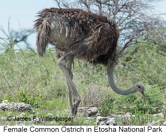 Common Ostrich - © James F Wittenberger and Exotic Birding LLC