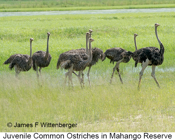 Common Ostrich - © James F Wittenberger and Exotic Birding LLC