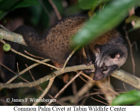 Common-palm Civet - © James F Wittenberger and Exotic Birding LLC Common-palm Civet - © James F Wittenberger and Exotic Birding LLC