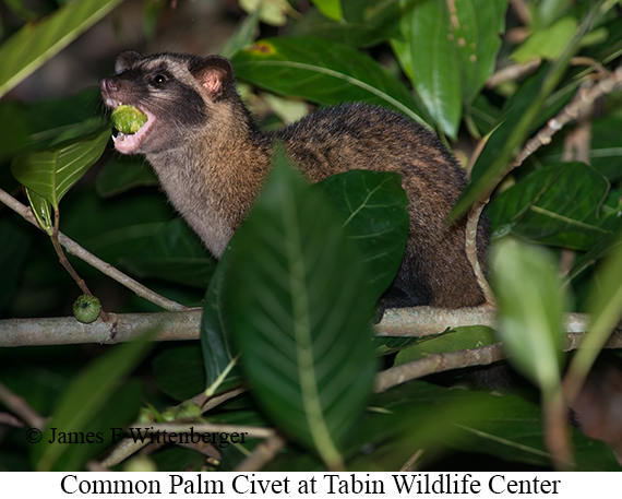 Common-palm Civet - © James F Wittenberger and Exotic Birding LLC