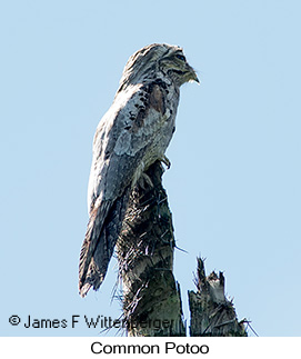 Common Potoo - © James F Wittenberger and Exotic Birding LLC