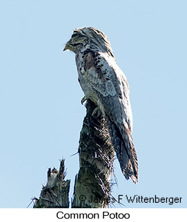 Common Potoo - © James F Wittenberger and Exotic Birding LLC