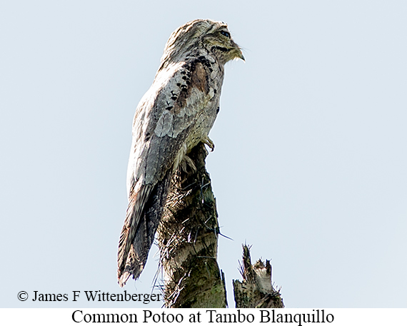Common Potoo - &copy; James F Wittenberger and Exotic Birding LLC
