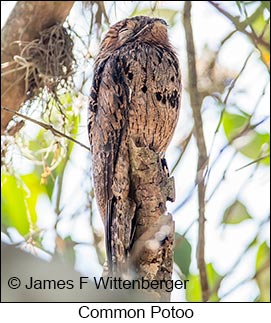 Common Potoo - © James F Wittenberger and Exotic Birding LLC Common Potoo - © James F Wittenberger and Exotic Birding LLC