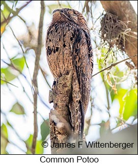 Common Potoo - © James F Wittenberger and Exotic Birding LLC