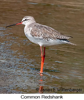 Common Redshank - &copy; James F Wittenberger and Exotic Birding LLC