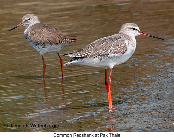 Common Redshank - © James F Wittenberger and Exotic Birding LLC