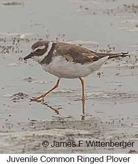 Common Ringed Plover - © James F Wittenberger and Exotic Birding LLC