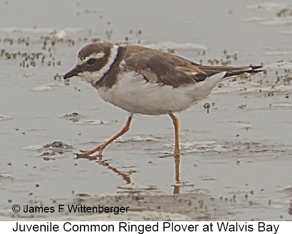 Common Ringed Plover - © James F Wittenberger and Exotic Birding LLC Common Ringed Plover - © James F Wittenberger and Exotic Birding LLC