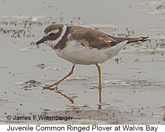 Common Ringed Plover - © James F Wittenberger and Exotic Birding LLC