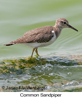 Common Sandpiper - &copy; James F Wittenberger and Exotic Birding LLC