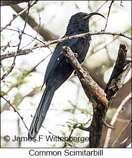 Common Scimitarbill - © James F Wittenberger and Exotic Birding LLC