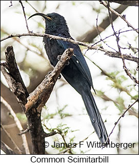 Common Scimitarbill - © James F Wittenberger and Exotic Birding LLC