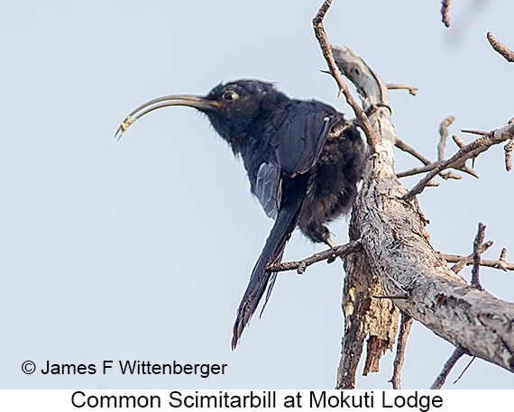 Common Scimitarbill - © James F Wittenberger and Exotic Birding LLC