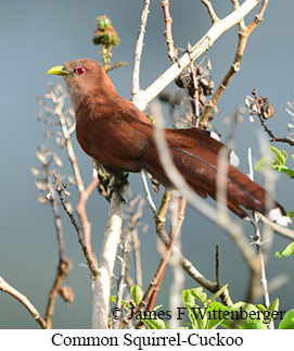 Common Squirrel-Cuckoo - &copy; James F Wittenberger and Exotic Birding LLC