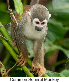 Common Squirrel Monkey - © Laura L Fellows and Exotic Birding LLC Common Squirrel Monkey - © Laura L Fellows and Exotic Birding LLC