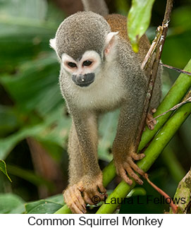 Common Squirrel Monkey - © Laura L Fellows and Exotic Birding LLC Common Squirrel Monkey - © Laura L Fellows and Exotic Birding LLC