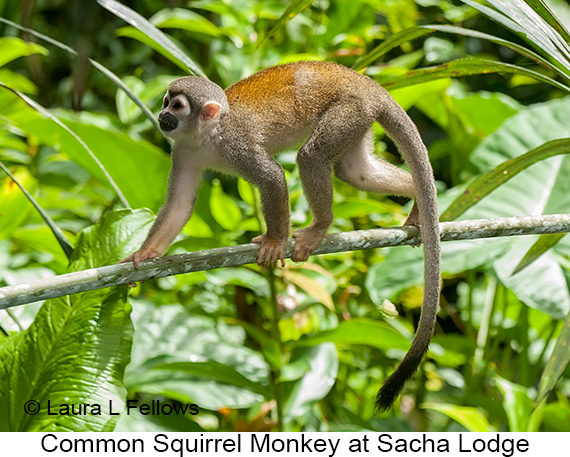 Common Squirrel Monkey - © James F Wittenberger and Exotic Birding LLC