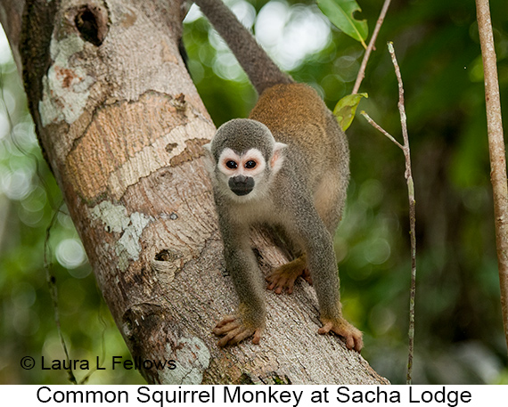 Common Squirrel Monkey - © The Photographer and Exotic Birding LLC