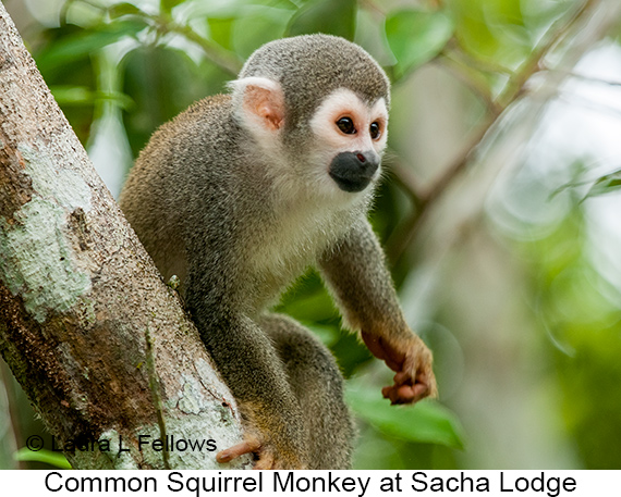 Common Squirrel Monkey - © The Photographer and Exotic Birding LLC