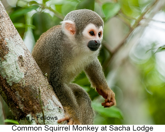 Common Squirrel Monkey - © James F Wittenberger and Exotic Birding LLC Common Squirrel Monkey - © James F Wittenberger and Exotic Birding LLC