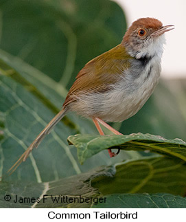 Common Tailorbird - © James F Wittenberger and Exotic Birding LLC
