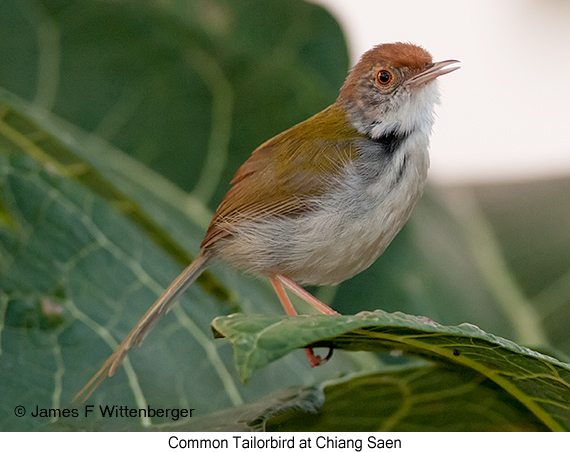 Common Tailorbird - © James F Wittenberger and Exotic Birding LLC